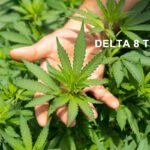 DELTA 8 THC